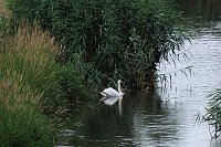 Peter Blei unterwegs auf Schwanensuche Bild: Peter Blei unterwegs auf Schwanensuche