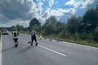 Bild: Schwanenfamilie erkundet ihre Umwelt