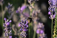 Bild: Unterwegs in Wald und Wiese