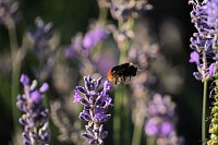 Bild: Unterwegs in Wald und Wiese