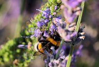 Bild: Unterwegs in Wald und Wiese