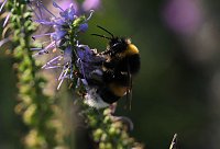 Bild: Unterwegs in Wald und Wiese