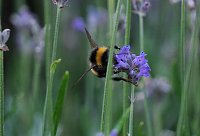 Bild: Unterwegs in Wald und Wiese