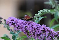 Bild: Unterwegs in Wald und Wiese