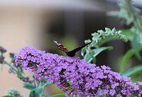 Bild: Unterwegs in Wald und Wiese