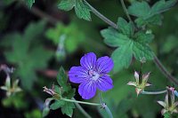 Bild: Unterwegs in Wald und Wiese