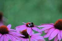 Bild: Unterwegs in Wald und Wiese