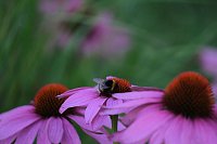 Bild: Unterwegs in Wald und Wiese
