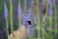 Bild: Unterwegs in Wald und Wiese