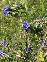 Bild: Sommerwanderung zum Brocken