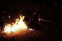 Bild: Hochprofessionelle Reitershow mit "Wenzel Ritterspiele"