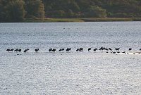 Erster Besuch der Saison Bild: Erster Besuch der Saison