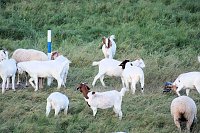 Erster Besuch der Saison Bild: Erster Besuch der Saison