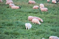 Erster Besuch der Saison Bild: Erster Besuch der Saison