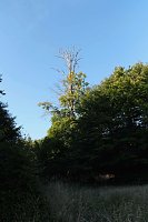 Peter Blei beim Waldspaziergang Bild: Peter Blei beim Waldspaziergang