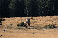 Peter Blei beim Waldspaziergang Bild: Peter Blei beim Waldspaziergang