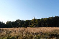 Peter Blei beim Waldspaziergang Bild: Peter Blei beim Waldspaziergang