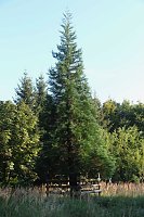 Peter Blei beim Waldspaziergang Bild: Peter Blei beim Waldspaziergang