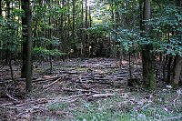 Peter Blei beim Waldspaziergang Bild: Peter Blei beim Waldspaziergang