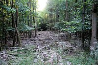 Peter Blei beim Waldspaziergang Bild: Peter Blei beim Waldspaziergang