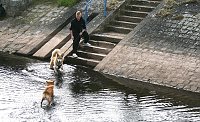 Therapie-Hunde am Stausee Kelbra Bild: Therapie-Hunde am Stausee Kelbra