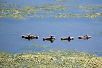 Bild: Peter Blei unterwegs am Stausee Kelbra 
