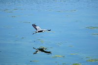 Bild: Peter Blei unterwegs am Stausee Kelbra 