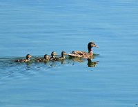 Bild: Peter Blei unterwegs am Stausee Kelbra 