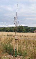 Bild: Baum vertrocknet trotz Wassersack