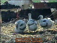 Bild: Neues aus dem Storchennest