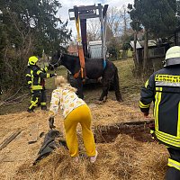 Das Pferd war in eine frühere, jetzt leere, Güllegrube gerutscht. Bild: Das Pferd war in eine frühere, jetzt leere, Güllegrube gerutscht.