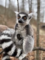 Bild: Eine Katta-Mama mit ihrem Baby.