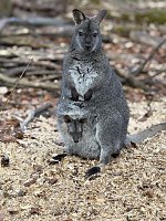 Bild: Das Bennetk&auml;nguru-Baby schaut aus dem Beutel.