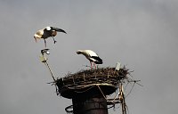 Bild: Eindr&uuml;cle vom 4. Storchenfest in Ro&szlig;la