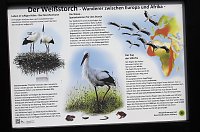 Bild: Eindr&uuml;cle vom 4. Storchenfest in Ro&szlig;la
