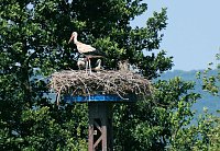 Bild: Impressionen vom Stausee Kelbra