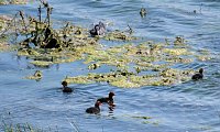 Bild: Impressionen vom Stausee Kelbra