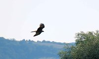 Bild: Impressionen vom Stausee Kelbra