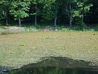 Bild: Pfaffenteich