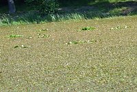 Bild: Pfaffenteich