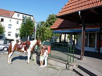 Pferd in der Stadt Bild: Pferd in der Stadt