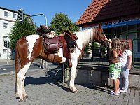 Pferd in der Stadt Bild: Pferd in der Stadt