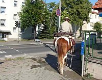 Pferd in der Stadt Bild: Pferd in der Stadt