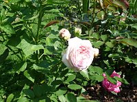 Bild: Rosen