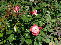 Bild: Rosen