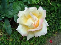 Bild: Rosen