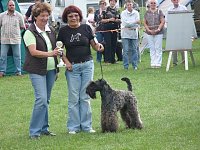 Hunde auf Possen Bild: Hunde auf Possen