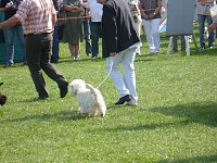 Hunde auf Possen Bild: Hunde auf Possen