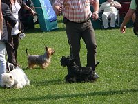 Hunde auf Possen Bild: Hunde auf Possen