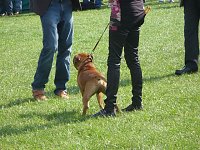 Hunde auf Possen Bild: Hunde auf Possen